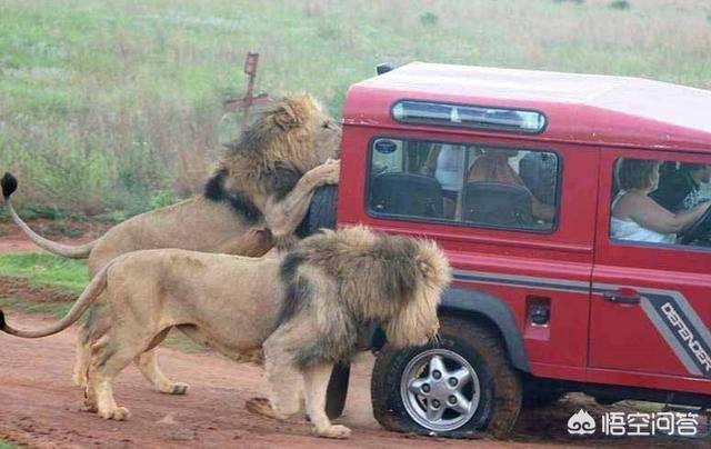 非洲广告视频怎么做的:看很多非洲野生动物记录片，有人说那些搞拍摄的车基本都是敞篷的。不怕狮子什么的攻击么？  第3张