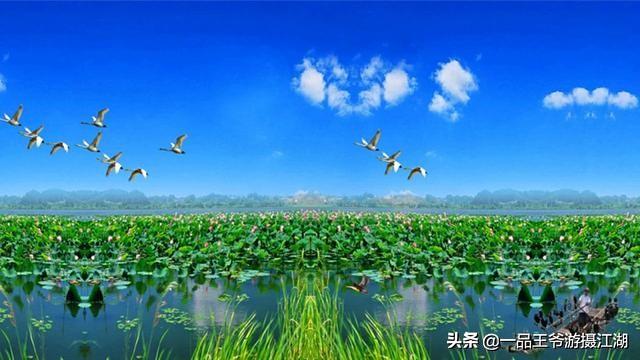 微山湖宣传视频:济宁的微山湖怎么样？  第4张