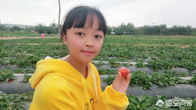 妇联宣传视频:草莓采摘园应该如何宣传？  第1张