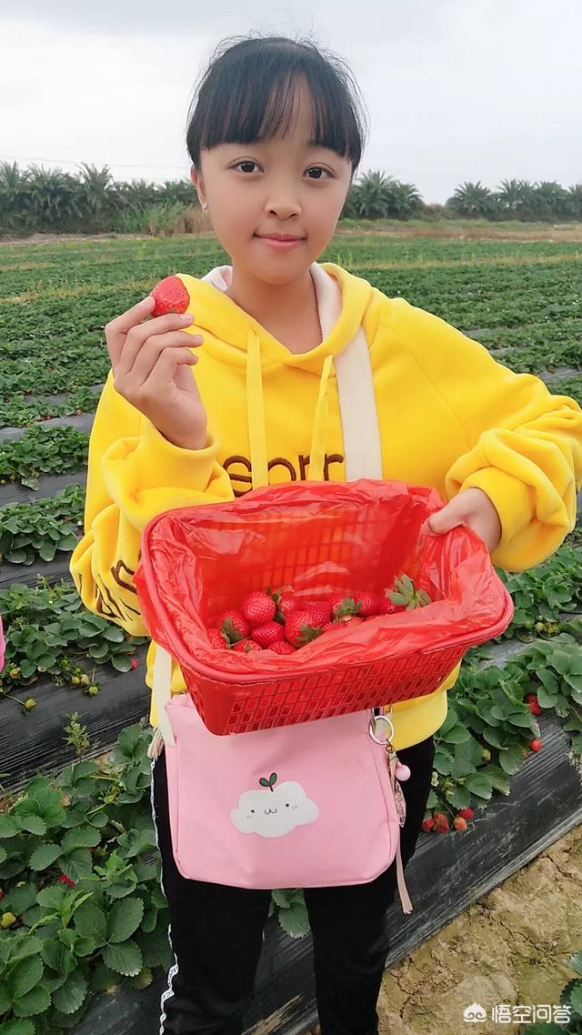 妇联宣传视频:草莓采摘园应该如何宣传？  第5张