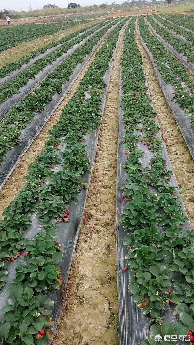妇联宣传视频:草莓采摘园应该如何宣传？  第6张