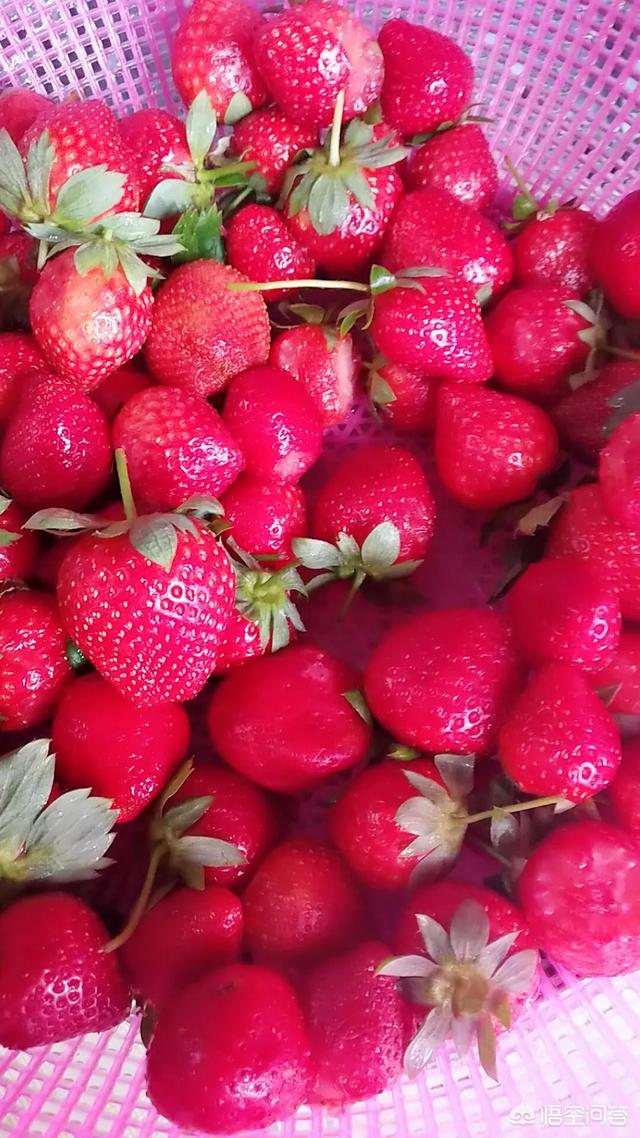 妇联宣传视频:草莓采摘园应该如何宣传？  第9张
