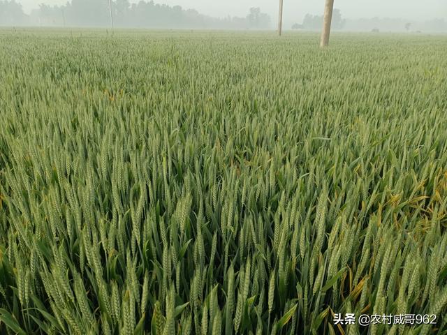 立夏短视频
:农谚“立夏东风到，麦子水里涝”，真的假的？立夏下雨好不好？  第1张
