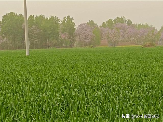 立夏短视频
:农谚“立夏东风到，麦子水里涝”，真的假的？立夏下雨好不好？  第3张