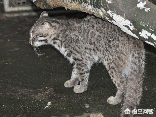 虎猫短视频
:虎猫和豹猫有什么区别？  第4张