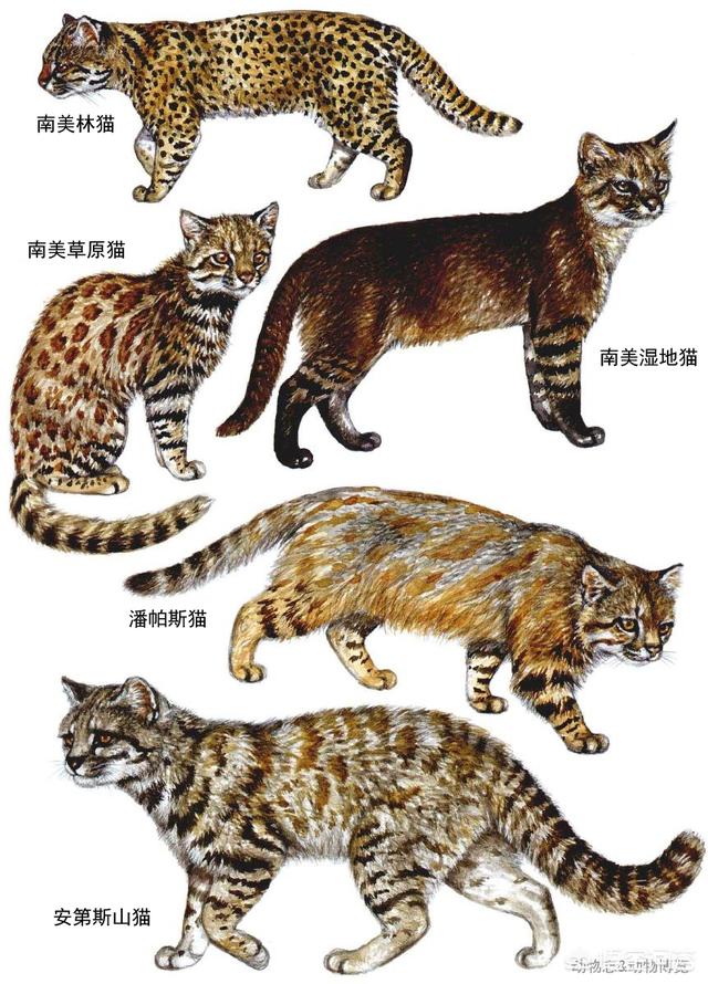 虎猫短视频
:虎猫和豹猫有什么区别？  第7张