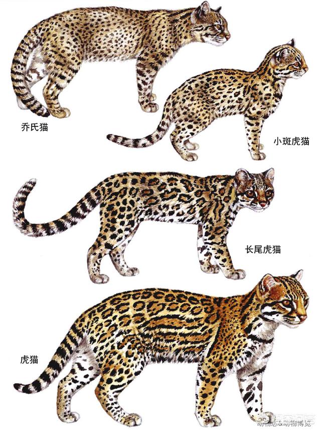 虎猫短视频
:虎猫和豹猫有什么区别？  第8张