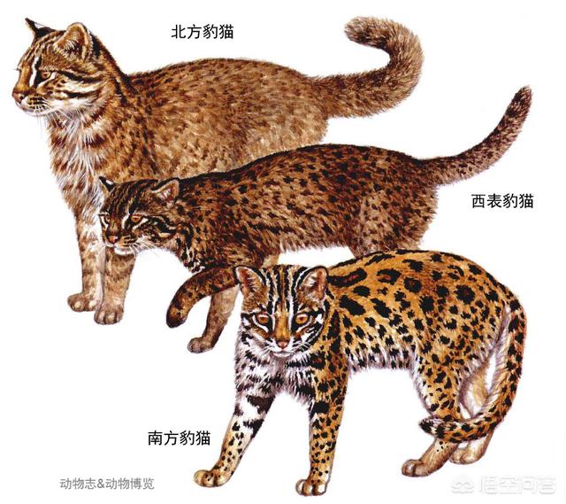 虎猫短视频
:虎猫和豹猫有什么区别？  第9张