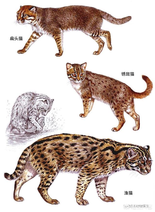 虎猫短视频
:虎猫和豹猫有什么区别？  第10张