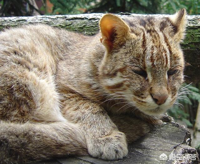 虎猫短视频
:虎猫和豹猫有什么区别？  第11张