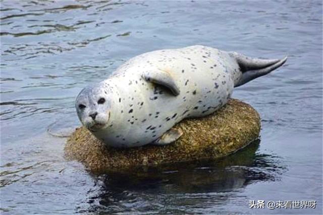 海豹短视频
:我们知道水族馆里的海豹会为人们表演拍手，请问它本身就具备这个能力吗？  第1张