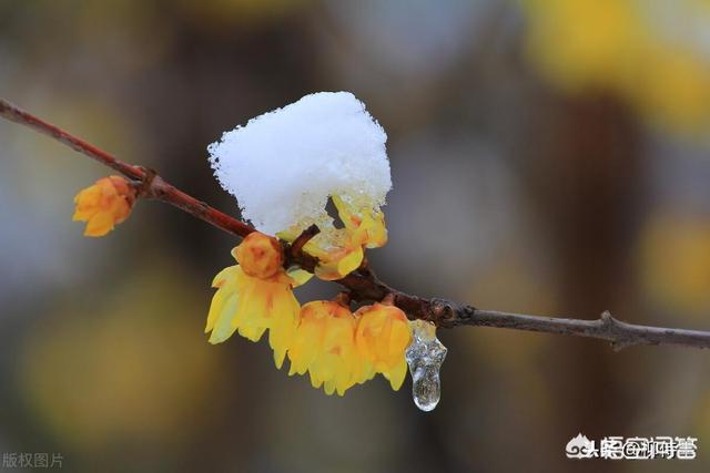 梅花短视频
:梅花怎么拍摄更好看？  第2张