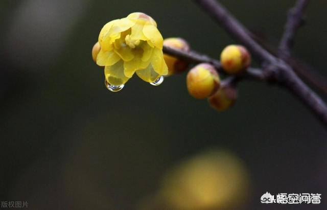 梅花短视频
:梅花怎么拍摄更好看？  第3张