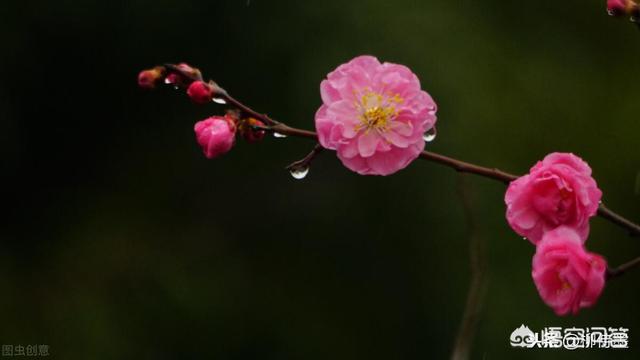 梅花短视频
:梅花怎么拍摄更好看？  第4张