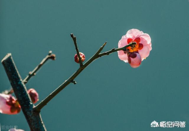 梅花短视频
:梅花怎么拍摄更好看？  第5张