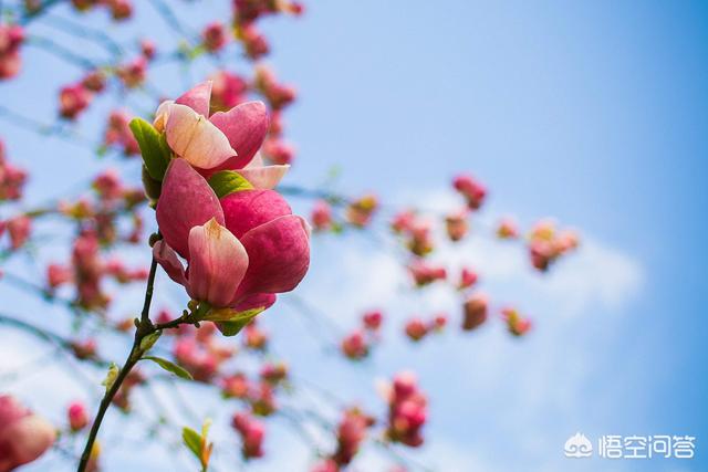 常见的短视频平台有哪些
:现在各大平台充斥着琳琅满目的短视频，是时代流行？还是未来人们需要成为这个样子？  第1张