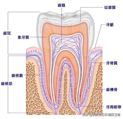 久草短视频在线
:为什么人不能长期吃草，为什么不能像食草动物一样？  第4张