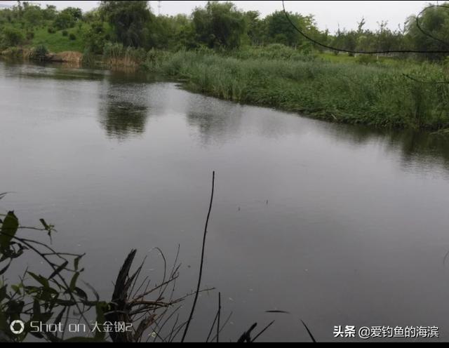 鲤鱼短视频
:怎么样可以钓到鲤鱼？  第4张