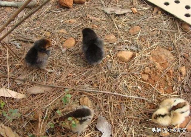 老鼠短视频
:在农村，怎么防止老鼠咬小鸡？  第4张