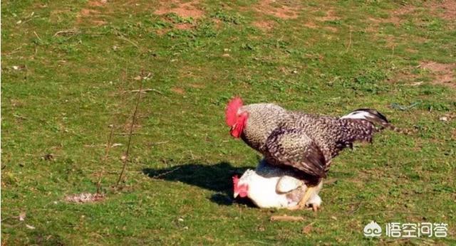 爱爱动态短视频:母鸡是如何进行交配的？  第3张
