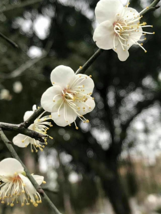 15秒唯美风景短视频无水印
:在不同的季节，唯美画意风光拍摄技巧有哪些呢？  第4张