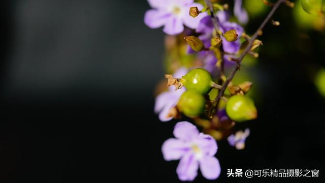 花朵短视频
:你有哪些小绝招来拍摄花朵？  第2张