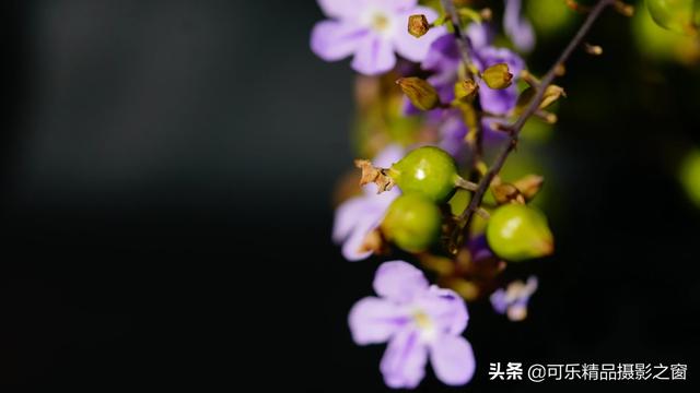 花朵短视频
:你有哪些小绝招来拍摄花朵？  第4张