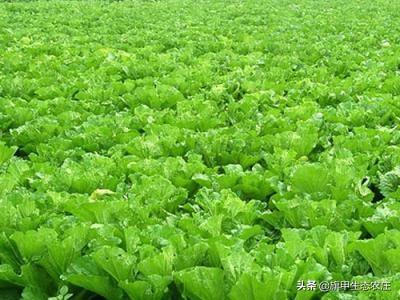 22短视频
:22岁，我想在农村创业，有什么好的建议，目前想的是种植蔬菜？  第2张