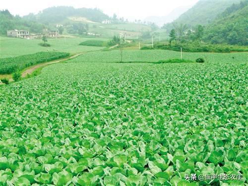 22短视频
:22岁，我想在农村创业，有什么好的建议，目前想的是种植蔬菜？  第3张