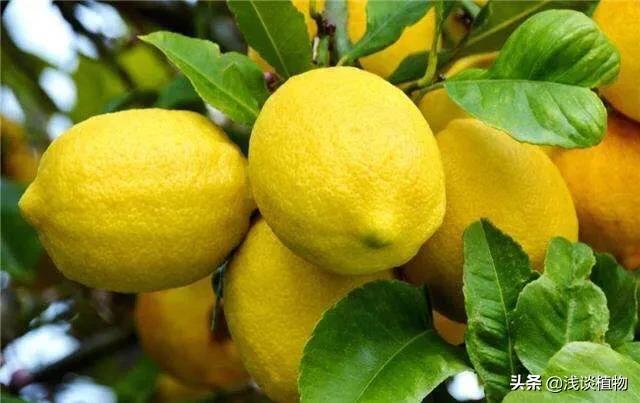 柠檬短视频
:柠檬都有什么用？  第1张