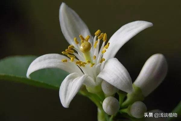 柠檬短视频
:柠檬都有什么用？  第2张