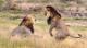 爱爱短视频30秒免费:为什么雄狮与雌狮交配后会发生短暂打斗？
  第3张