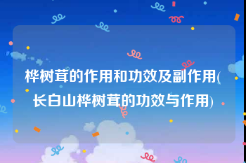 桦树茸的作用和功效及副作用(长白山桦树茸的功效与作用)