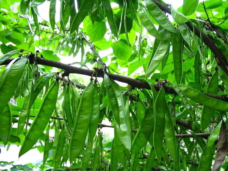 什么的豆荚(什么的豆荚填合适的词)  第1张