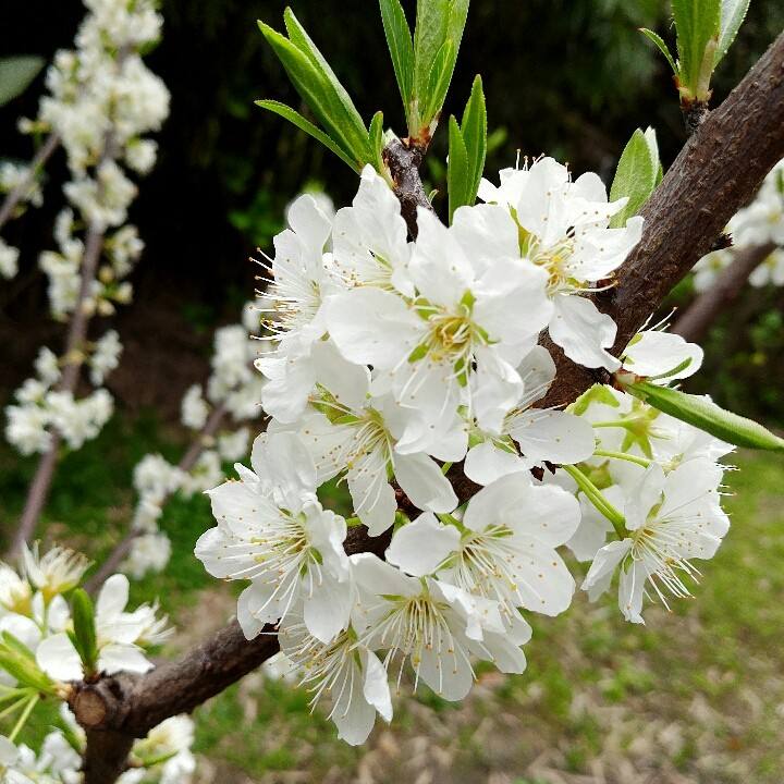 liveview(liveview模式)  第1张