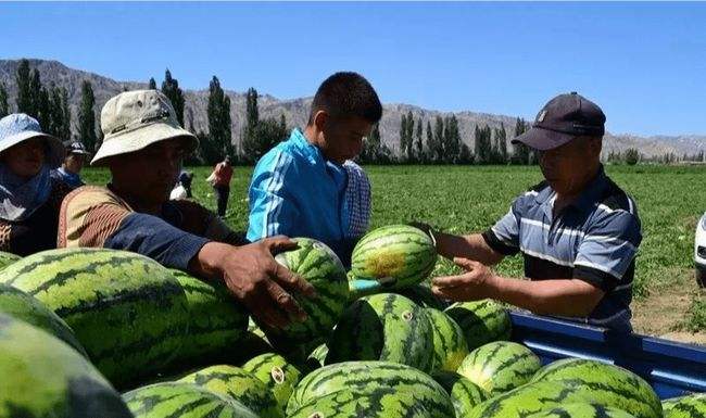 瞄准西瓜(瞄准西瓜电视剧在线观看)  第2张