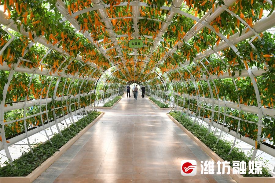 寿光蔬菜网(寿光蔬菜网上预约)  第2张