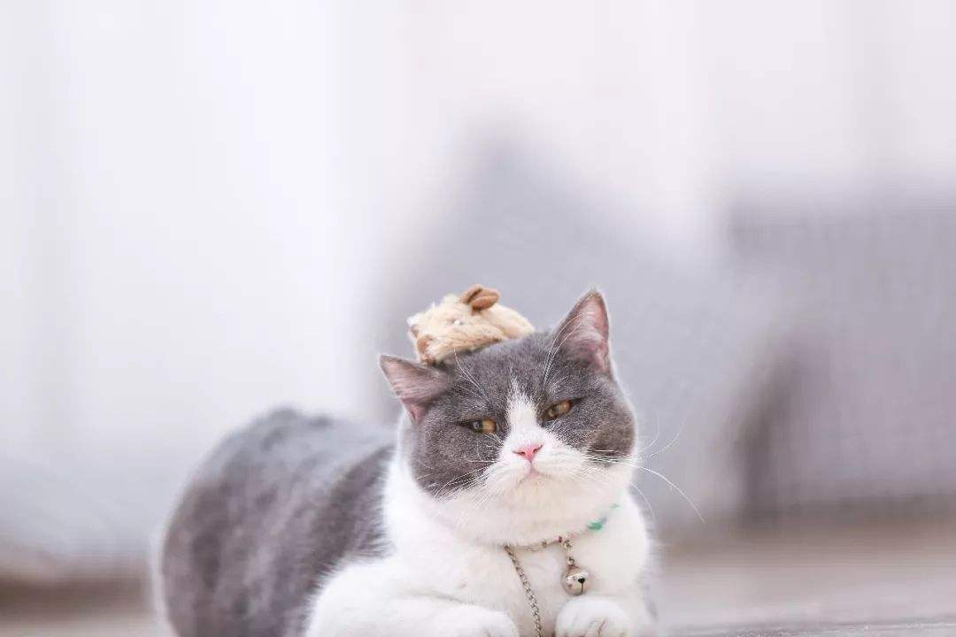 云养猫什么意思(网络用语云养猫是什么意思)  第2张