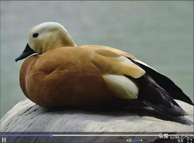 vlog是什么意思(vlog是什么意思网络用语)  第6张